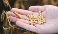 Avrupa'da GDO açılımı.. Genetiği değiştirilmiş soya gıda olarak tüketilecek!