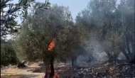 20 bine yakın zeytin ağacı yandı