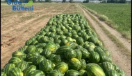 Yok böyle bir fiyat farkı.. Meyve sebze tarlada ne kadar tezgahta ne kadar?
