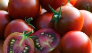 Avrupa’ya gönderilen cherry domateslerde yasaklı pestisit şoku