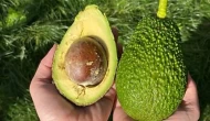 Avrupa'da avokado alarmı: Avokadolarda kanserojen ağır metal çıktı!
