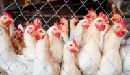 Hayat pahalılığı tavuk eti tüketimini artırdı; 4 kilo daha fazla!