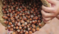 Balsu Gıda'dan temettü kararı