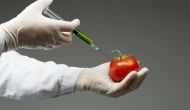 Genetiği değiştirilmiş gıdalar güvenli mi?
