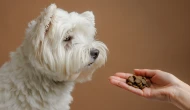 Köpek maması salgını.. Köpek mamasına dokunmak sizi hasta edebilir!