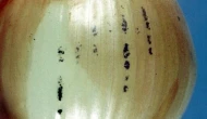 Soğandaki siyah lekeler küf mü; Bozuk soğan nasıl anlaşılır?