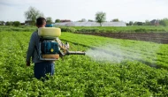 Yaygın tarım ilaçları erkek doğurganlığını tehdit ediyor