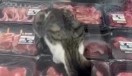 Et reyonundaki kedi için Migros'a 52 bin TL ceza