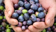 Zeytinde şaşırtan fiyat farkı; Gemlik'te 50, Artvin'de 500 TL!
