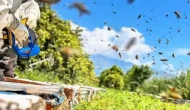 Arıcılığa başlayan gençlere hibe desteği; 774 bin TL hibeyle 260 kovan aldı