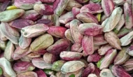 Fıstığın kilosu 600 TL ama çiftçiye asgari ücret bile kalmıyor! İşte üreticinin hesabı