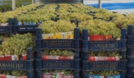Türk üzümünde pestisit alarmı: Bulgaristan 2 bin 600 kasa üzümü geri gönderiyor
