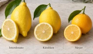 Hangi limonda daha fazla C vitamini var? Bakanlığın verilerinde yüzde 81 fark!