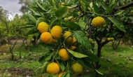 Mandalina dalda mı kalacak; tarlada fiyat dibe vurdu, markette 35 TL