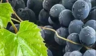 Çilek kokulu üzüm Ordu'nun yeni tarım markası oluyor: İzabella üzümünden pestil ve köme üretilecek