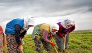 Tarım işçisi günlük yevmiye bedelleri belli oldu