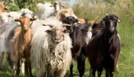 Küçükbaş hayvancılık desteği başvuru şartları neler?