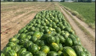İran karpuzu gelmeyebilir: Türk çiftçisinin karpuz umudunda “kabak aşısı” çekincesi