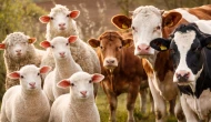 Hayvancılık destekleri neler, hayvancılık destekleri nasıl alınır?