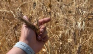 Buğday artık beslemiyor; Verim arttı ama demir, çinko ve protein azaldı!