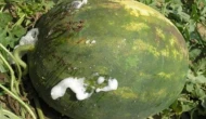 Suriye karpuzunda hastalık alarmı; ithalatı yasaklandı