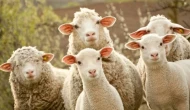 100 koyun desteği için son 1 hafta; küçükbaş projesinde başvuru süresi doluyor!