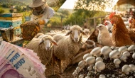 Arıcılığa, mantar yetiştiriciliğine, hayvancılığa 30 milyona kadar hibe