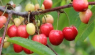 Kiraz geri döndü; rekor üretim bekleniyor