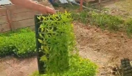 Sertifikasız fide satışı yasak mı? İşte cezası ve son düzenlemeler..