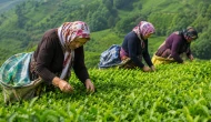 Yaş çay alım fiyatı açıklandı
