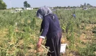 Soğan para etmeyince çözüm önerisi doktorlardan geldi