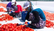 Domatesin değeri kurudukça artıyor; Kilosu 3,5 dolardan satılıyor