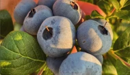 Blueberry kârlı bir yatırım mı; yoksa riskli bir girişim mi?