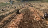 Soğan tarlada 32 lira; "Soğan para etmezse tarlalar elden gidiyor"