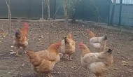 Savaştaki İran’ın protein başarısı: Artık kendi kendine yetiyor