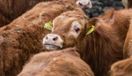 Türkiye’de 17 milyon büyükbaş hayvana dijital küpe geliyor; GEKİS ücretli mi?