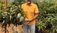 İthal mangoda “yerli” oyunu: “Mısır mangosunu 5 kat pahalıya satıyorlar”