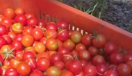 Ata tohumu işte böyle yetiştiriliyor