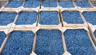 'Mavi Altın'da bile fiyat krizi; Blueberry üreticileri maliyeti kurtarma derdine düştü!