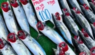 Palamutta korkutan uyarı; Bu yıl Karadeniz'den palamut fışkırıyor ama stok eriyebilir!