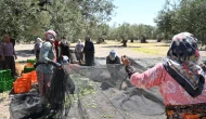İlk zeytin hasadı Ege'de yapıldı; Bu yıl zeytin bol