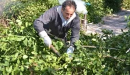 Ormandan toplanıyor; kilosu 300 lira.. Çin satın almak için milyonlarca dolar ödüyor!