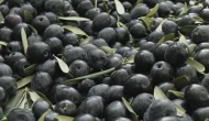 Zeytin sezonu 30 lirayla başladı; Üretici endişeli