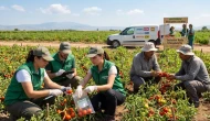 Marketlerdeki domateslere Greenpeace analizi; 20 domatesin 3’ünde mevzuata aykırı pestisit