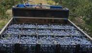Çiftçinin isyanı: 3 kilo erik 1 ekmek alıyor
