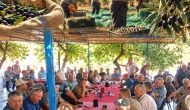 Korkulan oluyor; 10 gün boyunca zeytin toplanmayacak!