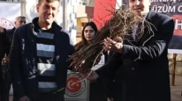 Çiftçilere 5 bin 250 üzüm fidesi hibe edildi