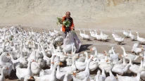 Ordu'dan kaz hamlesi.. Kars'la meşhurdu..