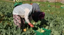 Efeler'in karnabanaharı Efe Bakkal'a gidiyor