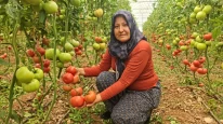 "20 TL'ye sattığım domatesi markette 100 TL'ye görünce alın terimi ve ellerimi düşünüyorum" Antalyalı çiftçi anlattı